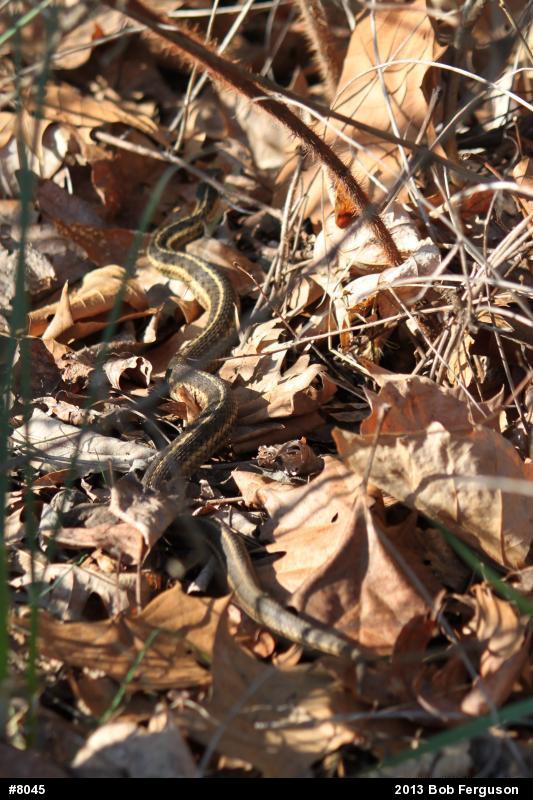Eastern Gartersnake