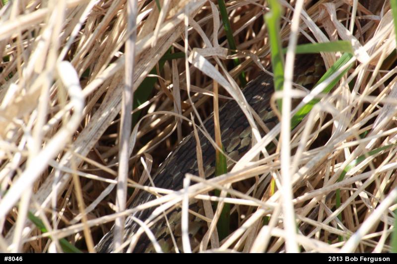 Eastern Gartersnake