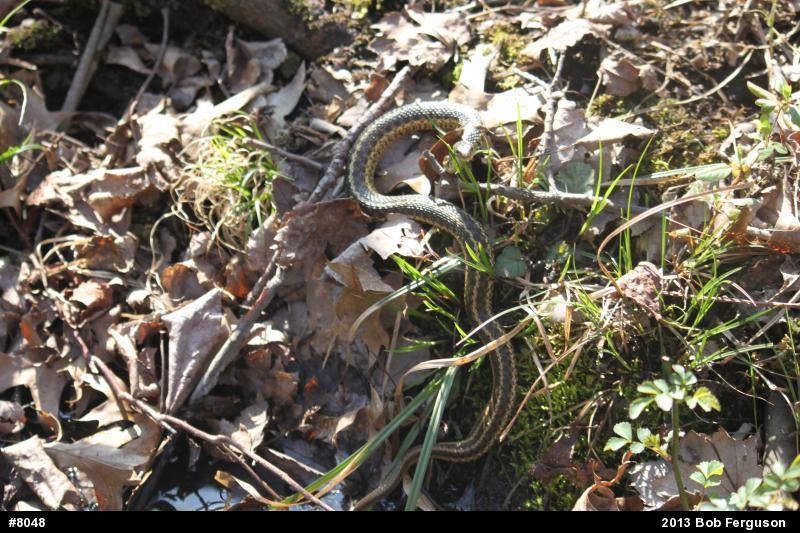 Eastern Gartersnake