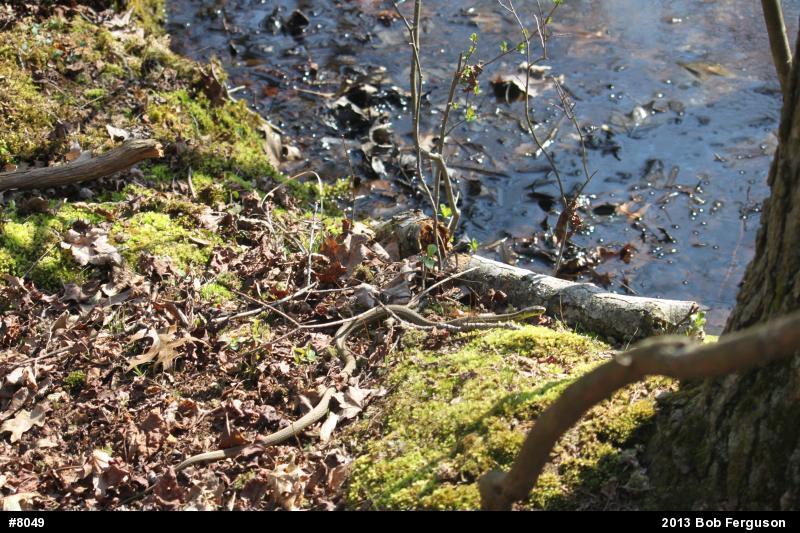 Eastern Gartersnake
