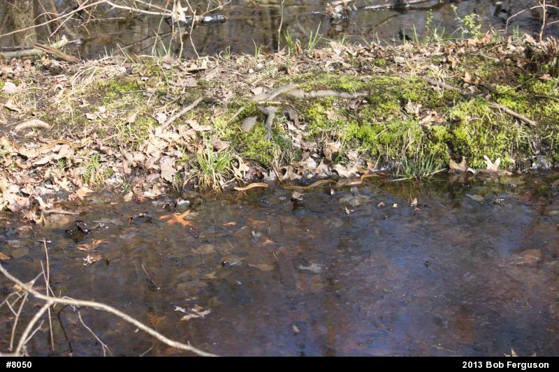 Eastern Gartersnake