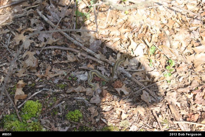Eastern Gartersnake