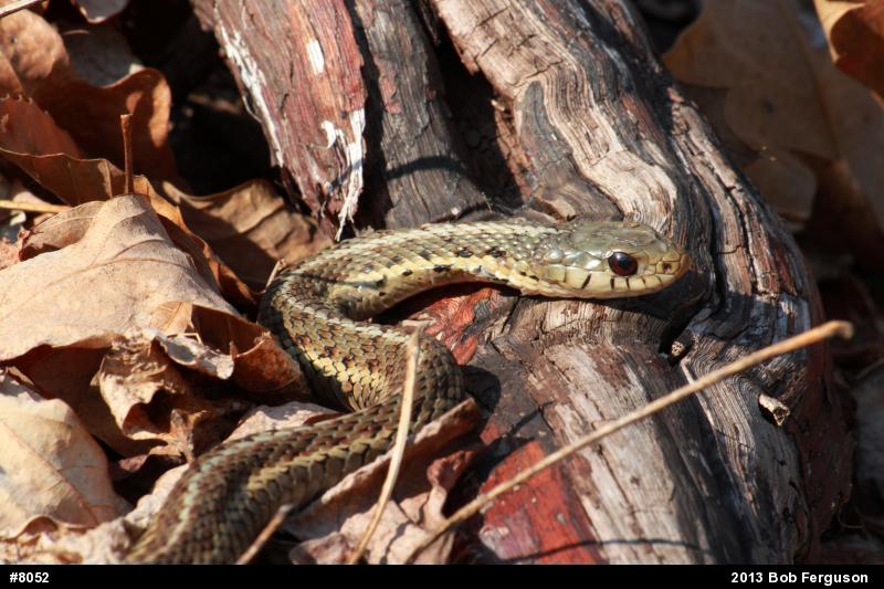 Eastern Gartersnake
