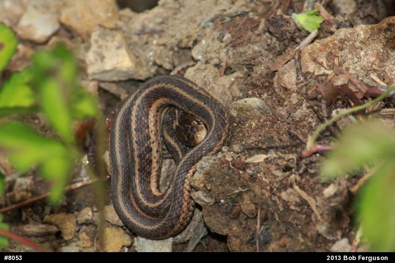 Eastern Gartersnake