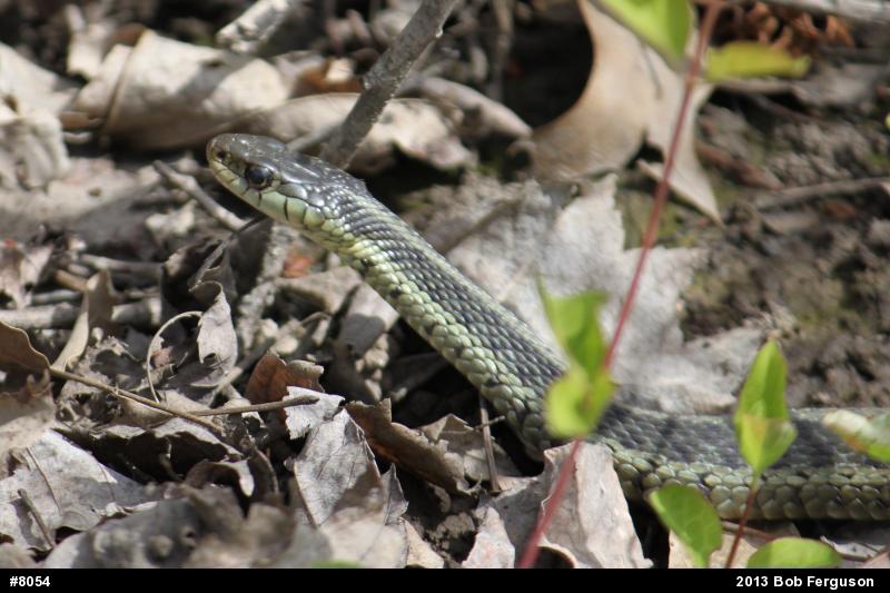 Eastern Gartersnake