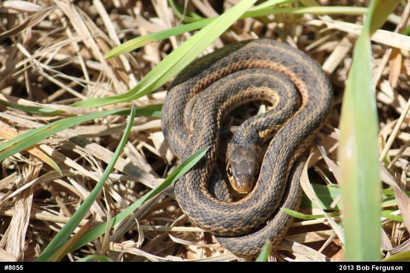 Eastern Gartersnake