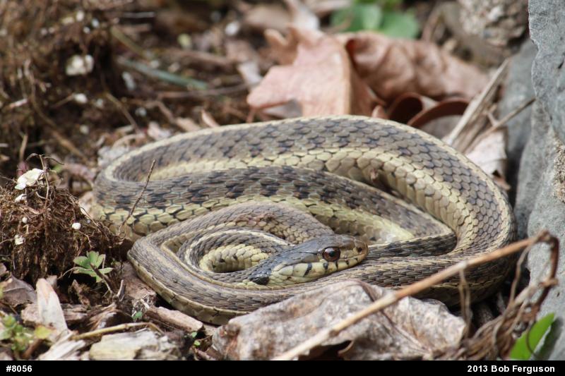 Eastern Gartersnake