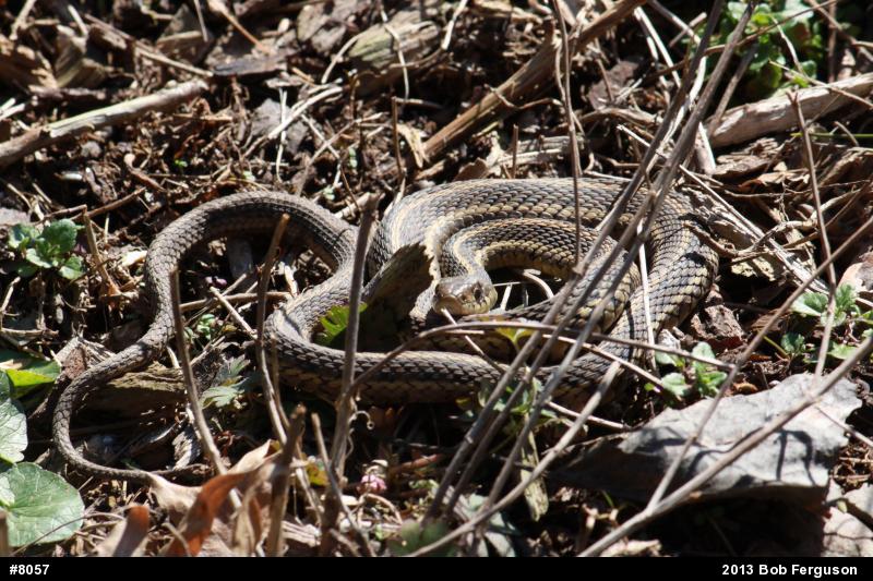 Eastern Gartersnake