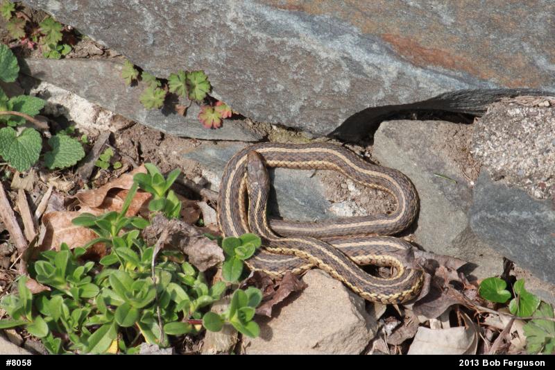 Eastern Gartersnake