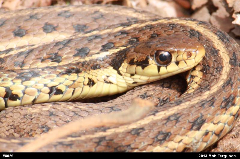 Eastern Gartersnake