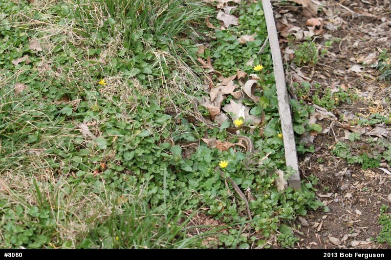 Eastern Gartersnake
