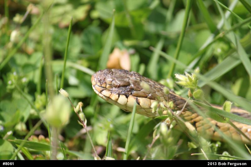 Eastern Gartersnake