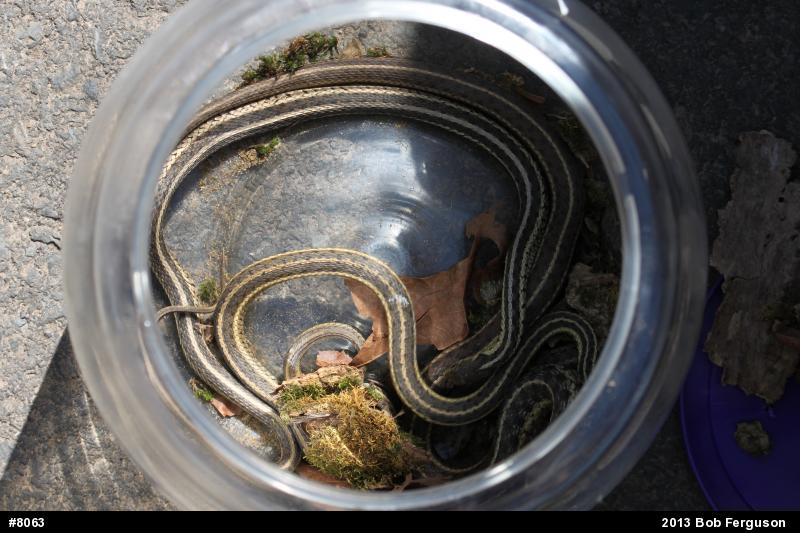 Eastern Gartersnake