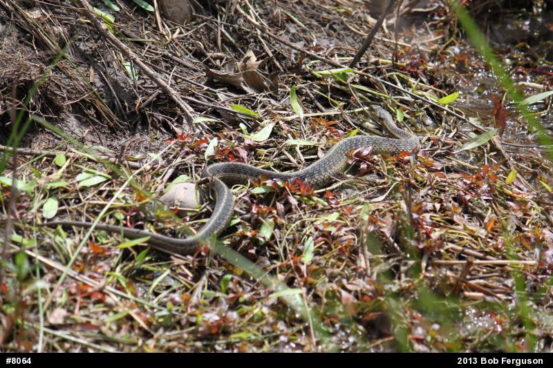 Eastern Gartersnake