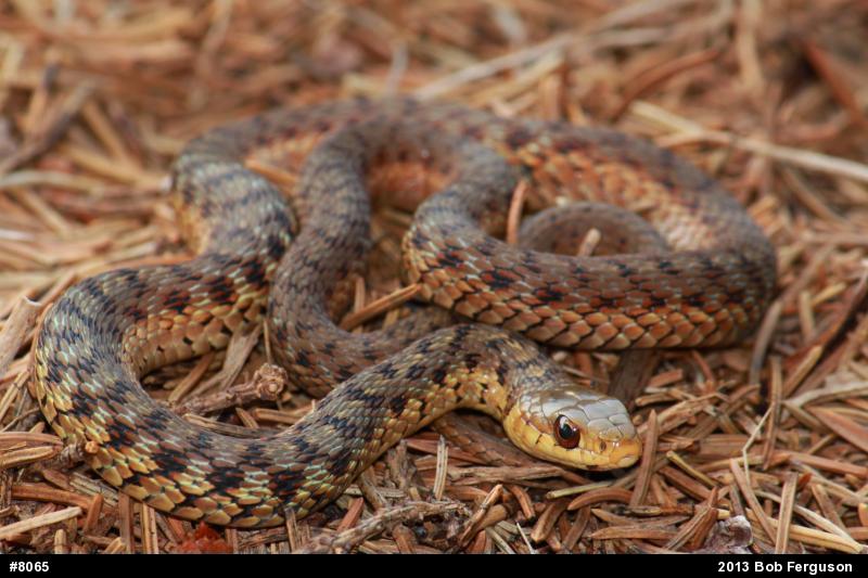 Eastern Gartersnake