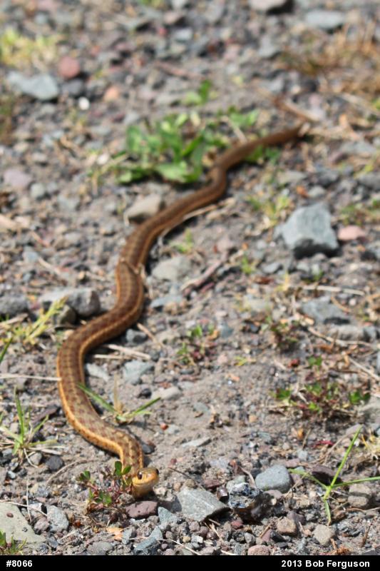 Eastern Gartersnake