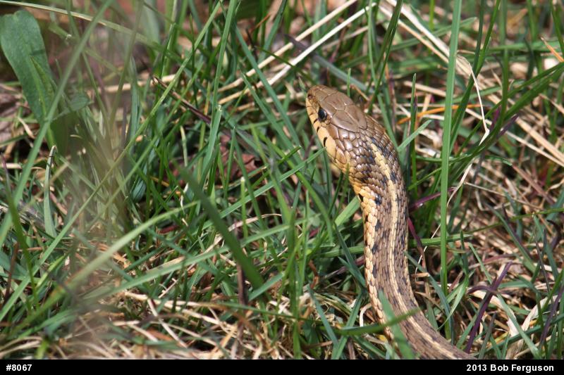 Eastern Gartersnake
