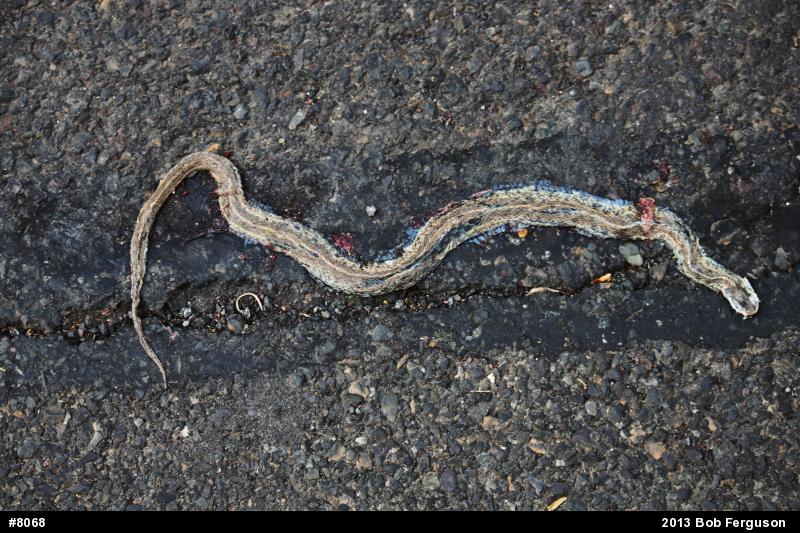 Eastern Gartersnake