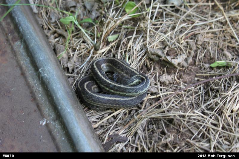 Eastern Gartersnake