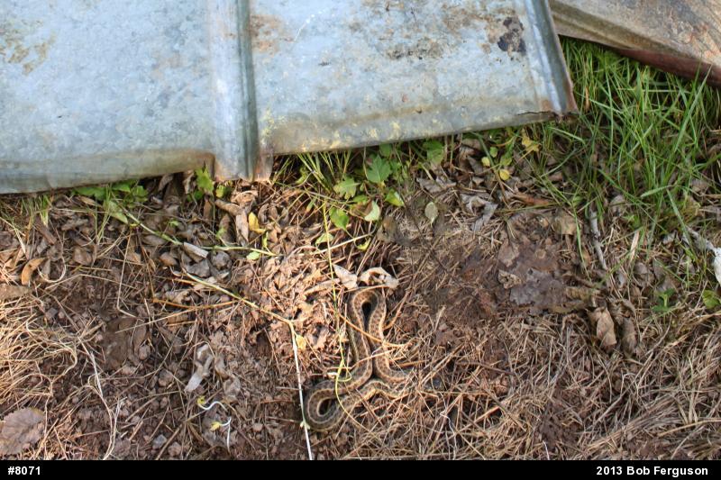 Eastern Gartersnake