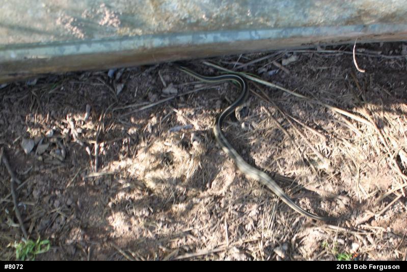 Eastern Gartersnake