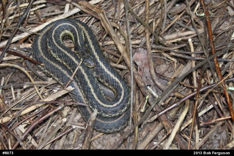 Eastern Gartersnake