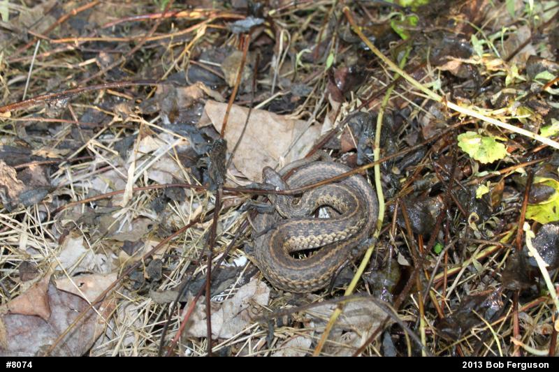 Eastern Gartersnake