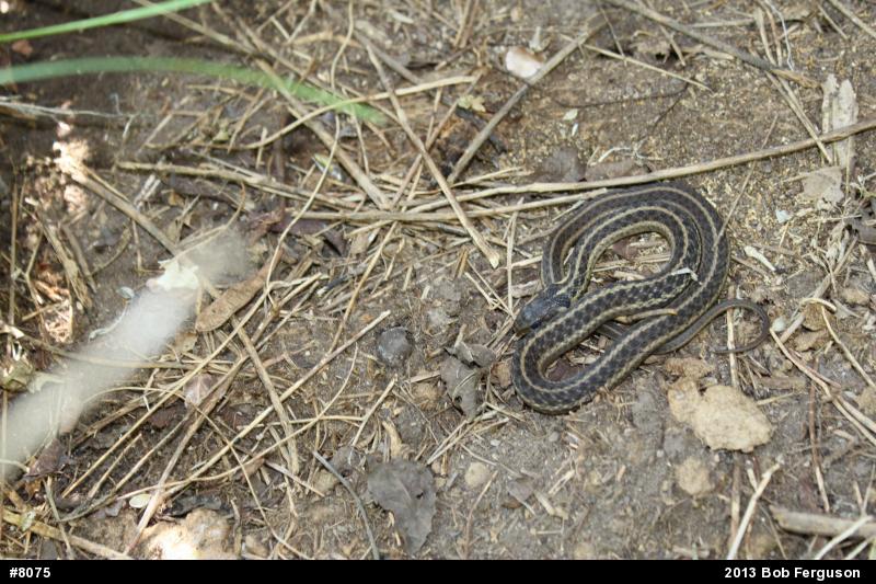 Eastern Gartersnake