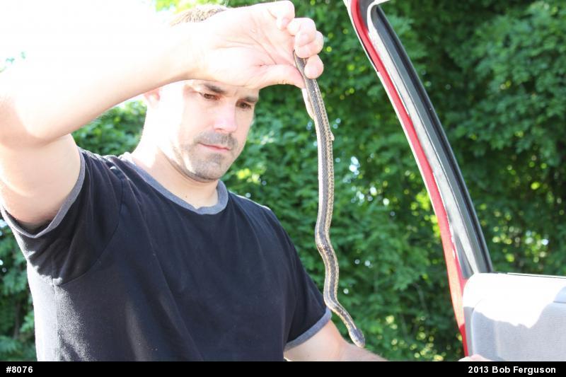 Eastern Gartersnake