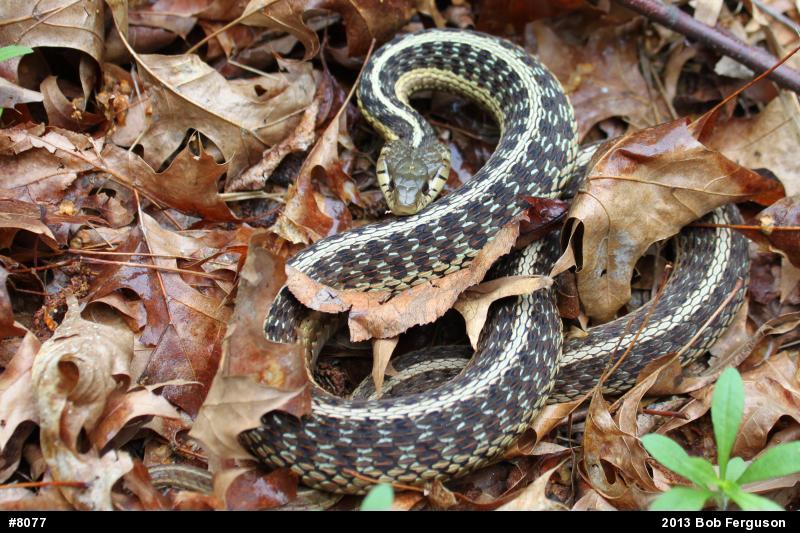 Eastern Gartersnake