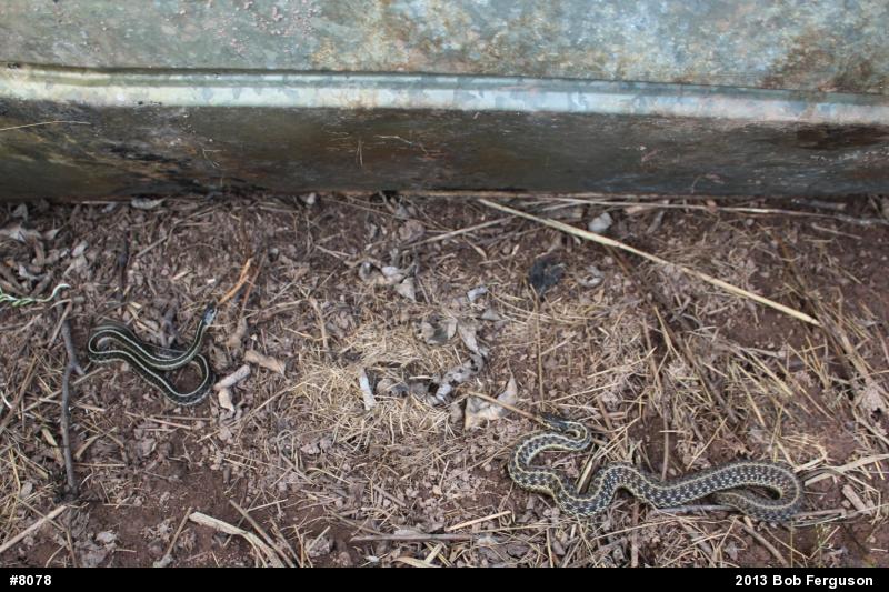 Eastern Gartersnake