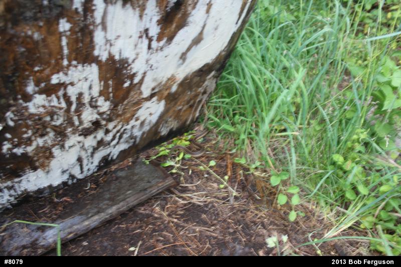 Eastern Gartersnake
