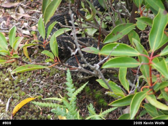 Timber Rattlesnake