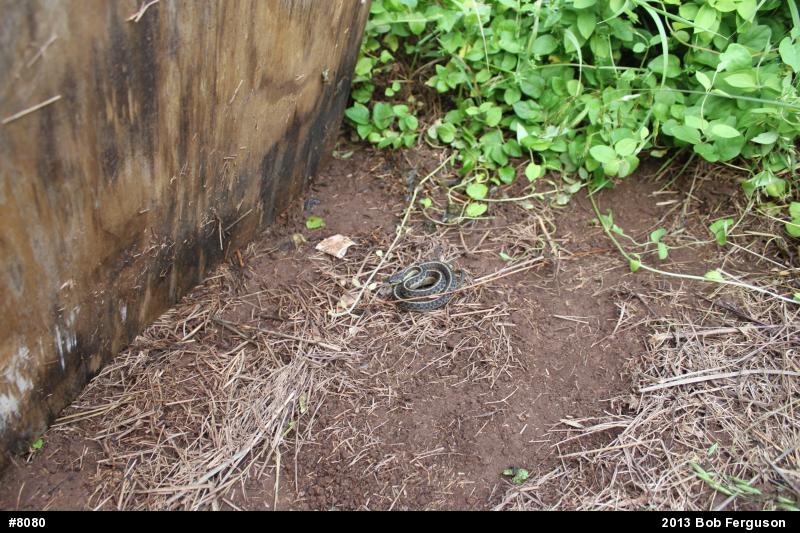 Eastern Gartersnake