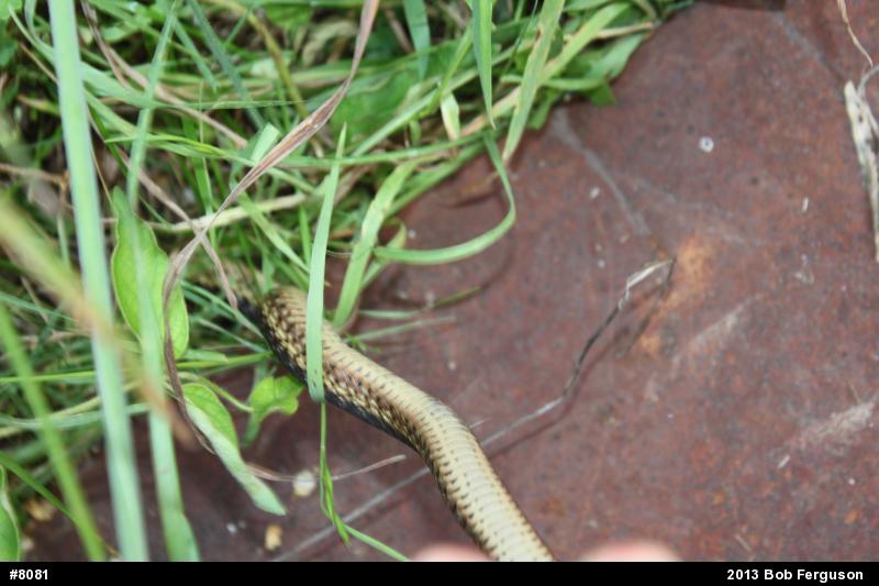 Eastern Gartersnake