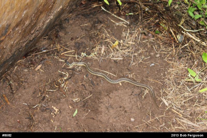 Eastern Gartersnake