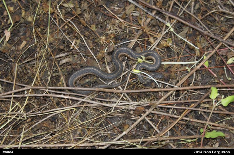 Eastern Gartersnake