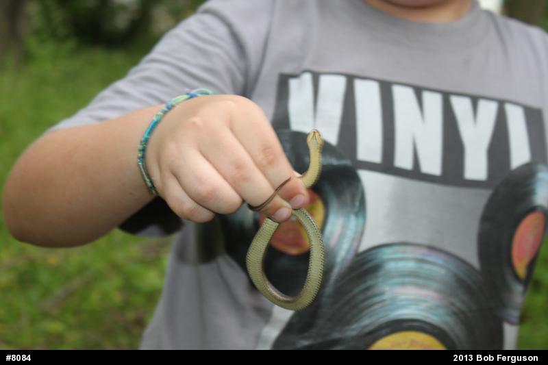 Eastern Gartersnake