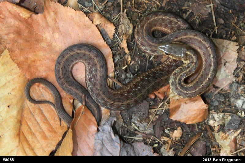 Eastern Gartersnake