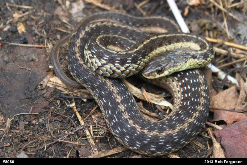 Eastern Gartersnake