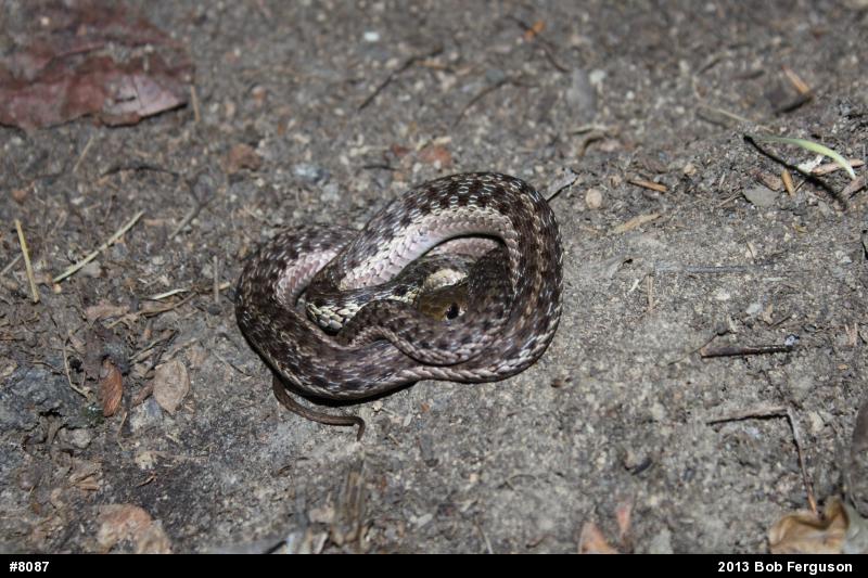 Eastern Gartersnake