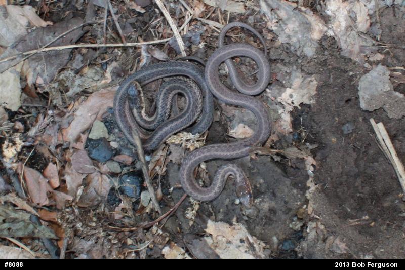 Eastern Gartersnake