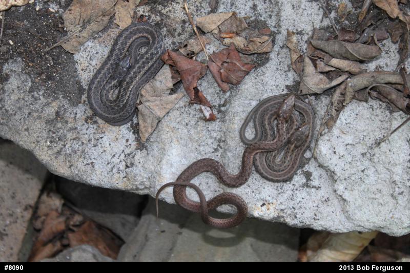 Eastern Gartersnake