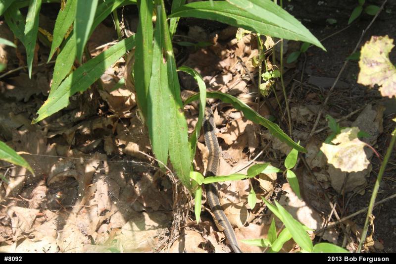 Eastern Gartersnake