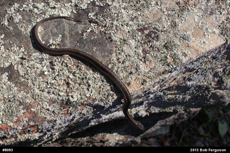 Eastern Gartersnake