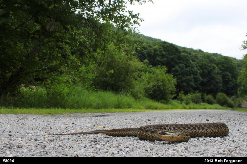 Eastern Gartersnake