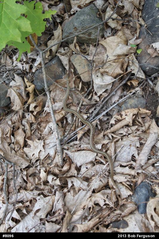 Eastern Gartersnake