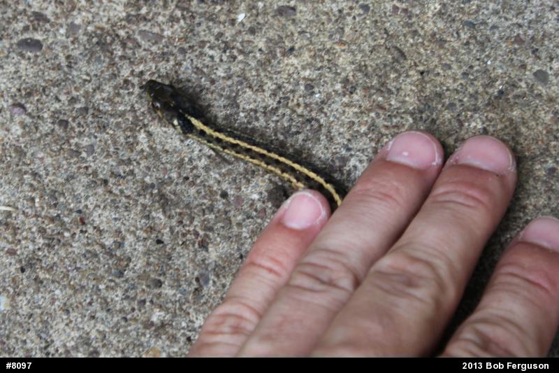 Eastern Gartersnake
