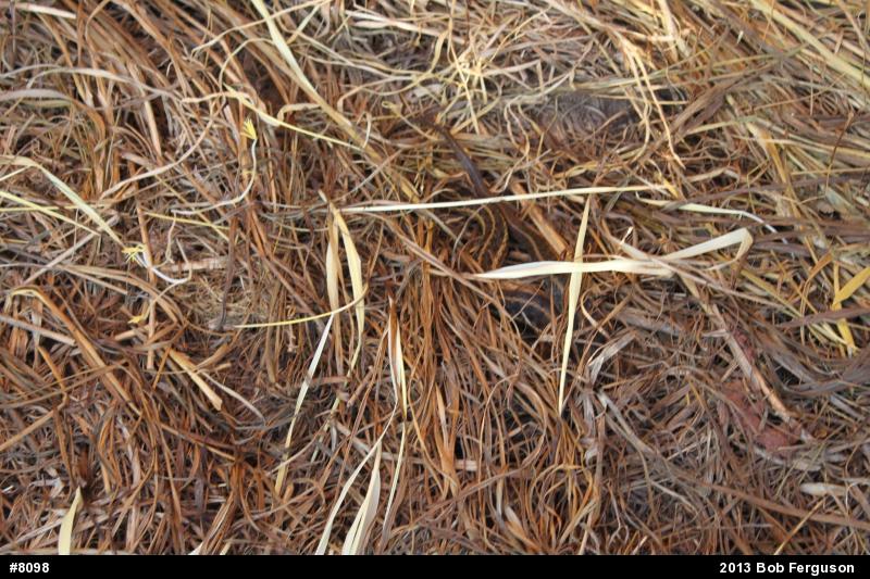 Eastern Gartersnake