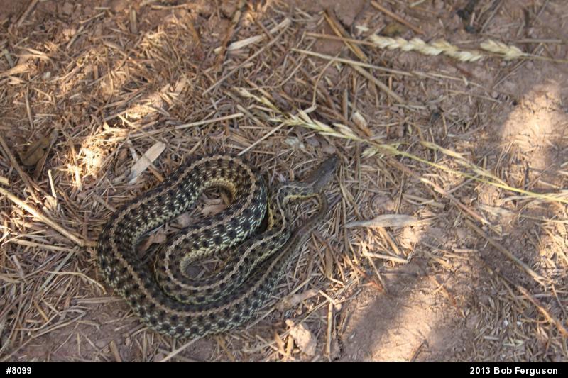 Eastern Gartersnake
